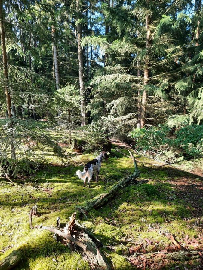 Forest Paradise Struzna Exterior photo